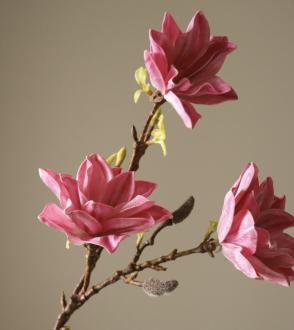 Branche de Magnolia
