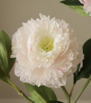 Fleur Pivoine