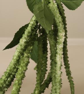 Fleur D'Amarante