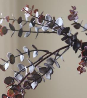 Feuillage d'Eucalyptus...